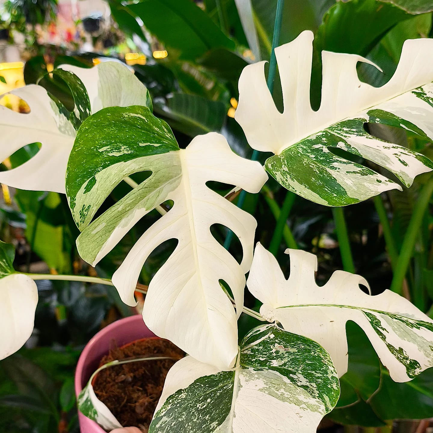 Udržení bílé barvy u Vaší ALBO monstery