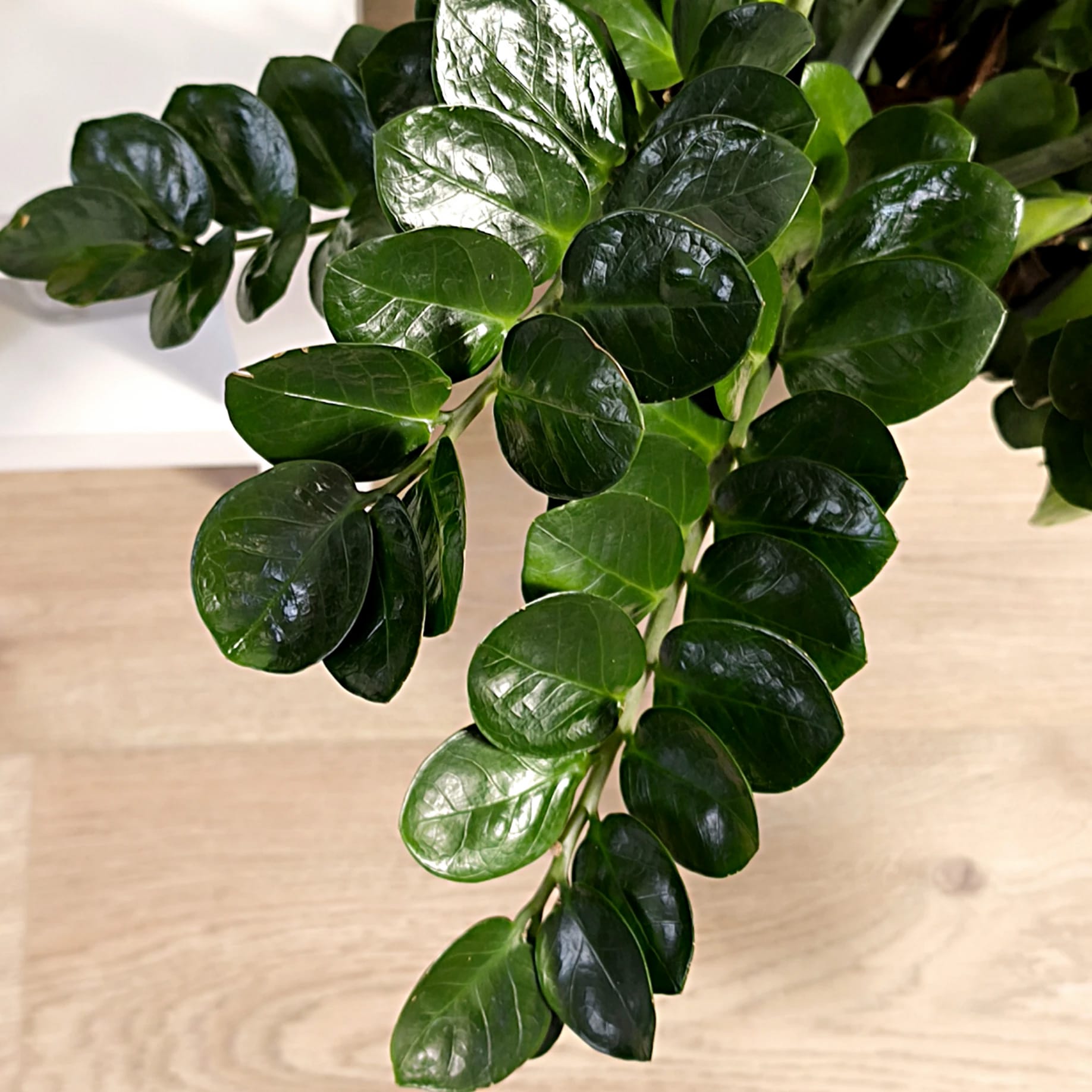 Zamiokulkas – král nenáročnosti mezi pokojovými rostlinami 🌿