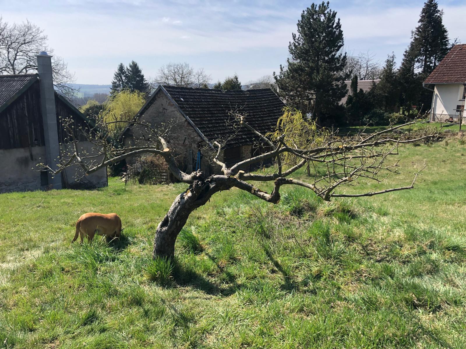 Prořezávání ovocných stromů: proč, kdy a jak na to správně