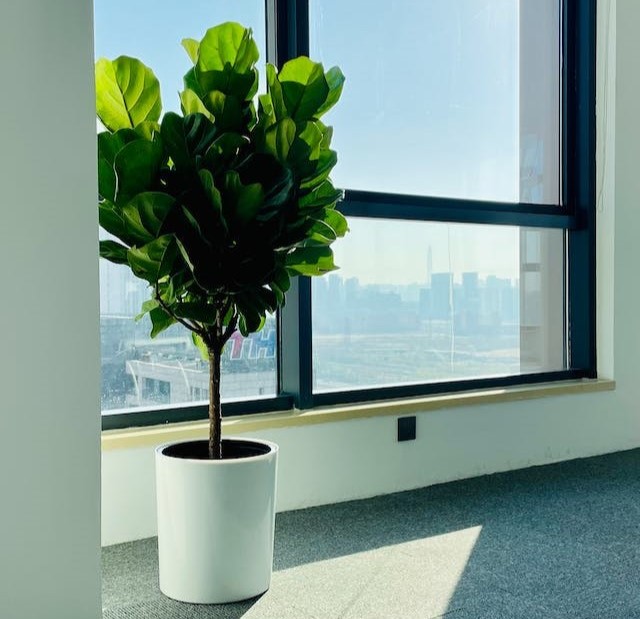 Velké pokojové XXL rostliny