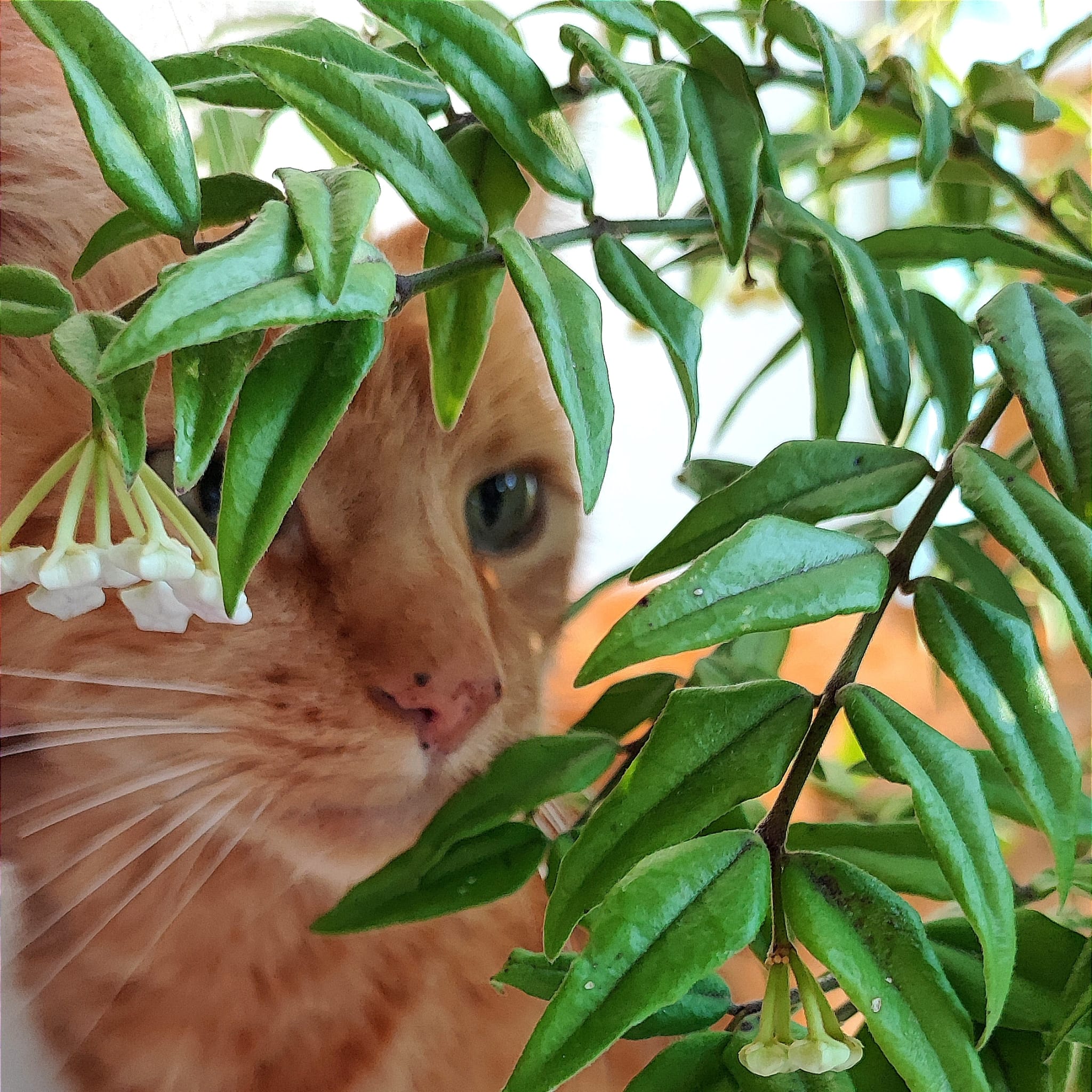 Netoxické pro děti a zvířata 