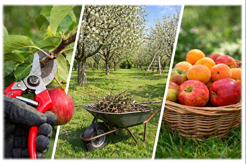 Odborný řez ovocných stromů – Praha a okolí