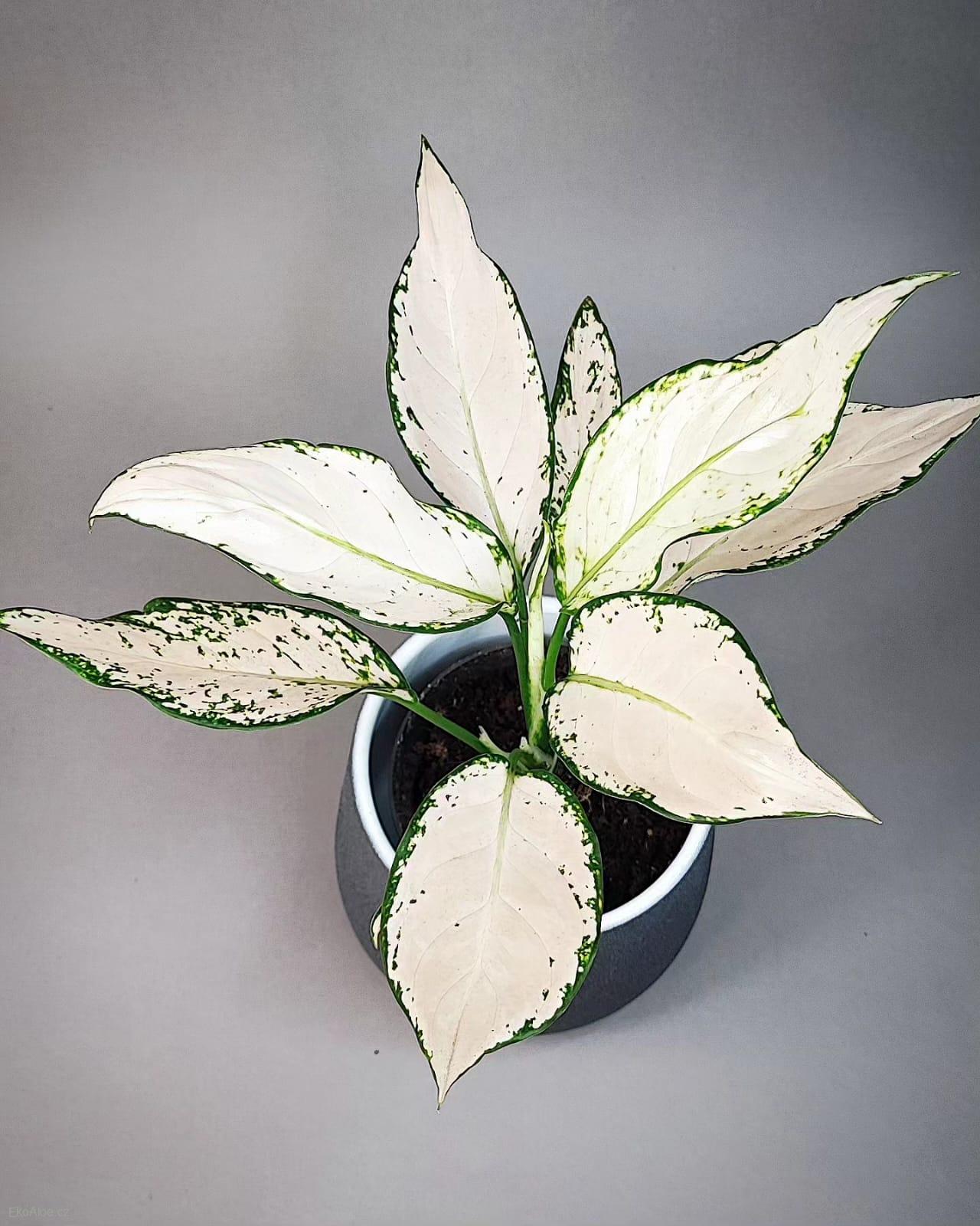Aglaonema commutatum Vanilla Joy