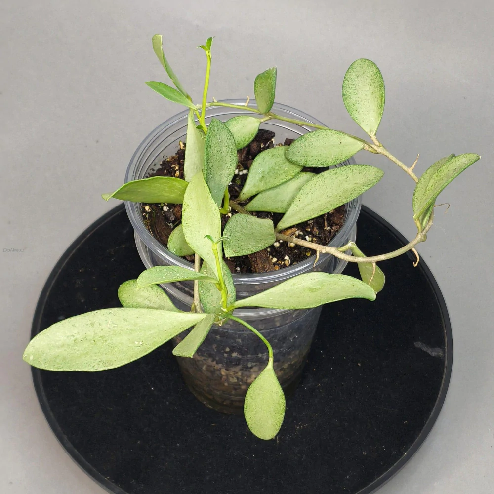 Hoya nummularioides silver