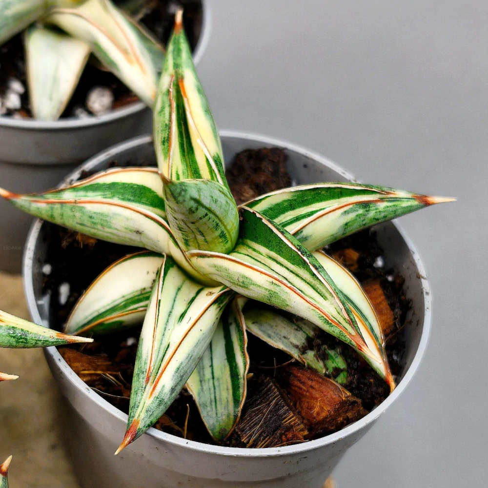 Sansevieria ‚Blue Clone‘ white variegated