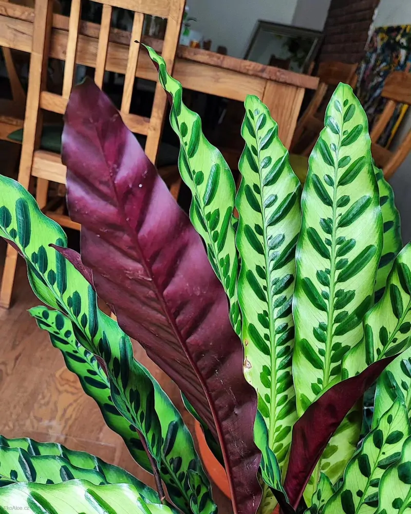 Calathea lancifolia XL | Ekoaloe.cz