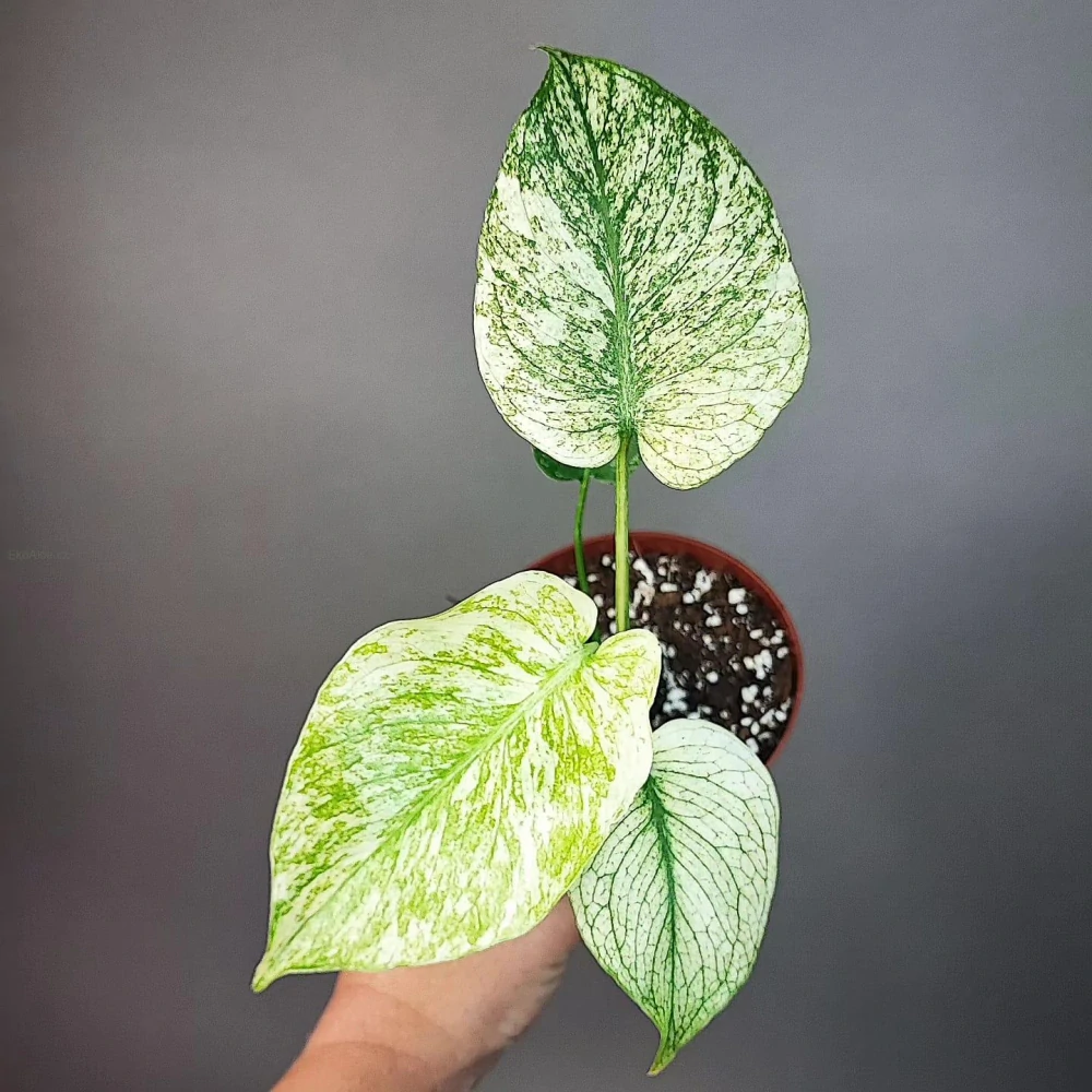Monstera Deliciosa Mint