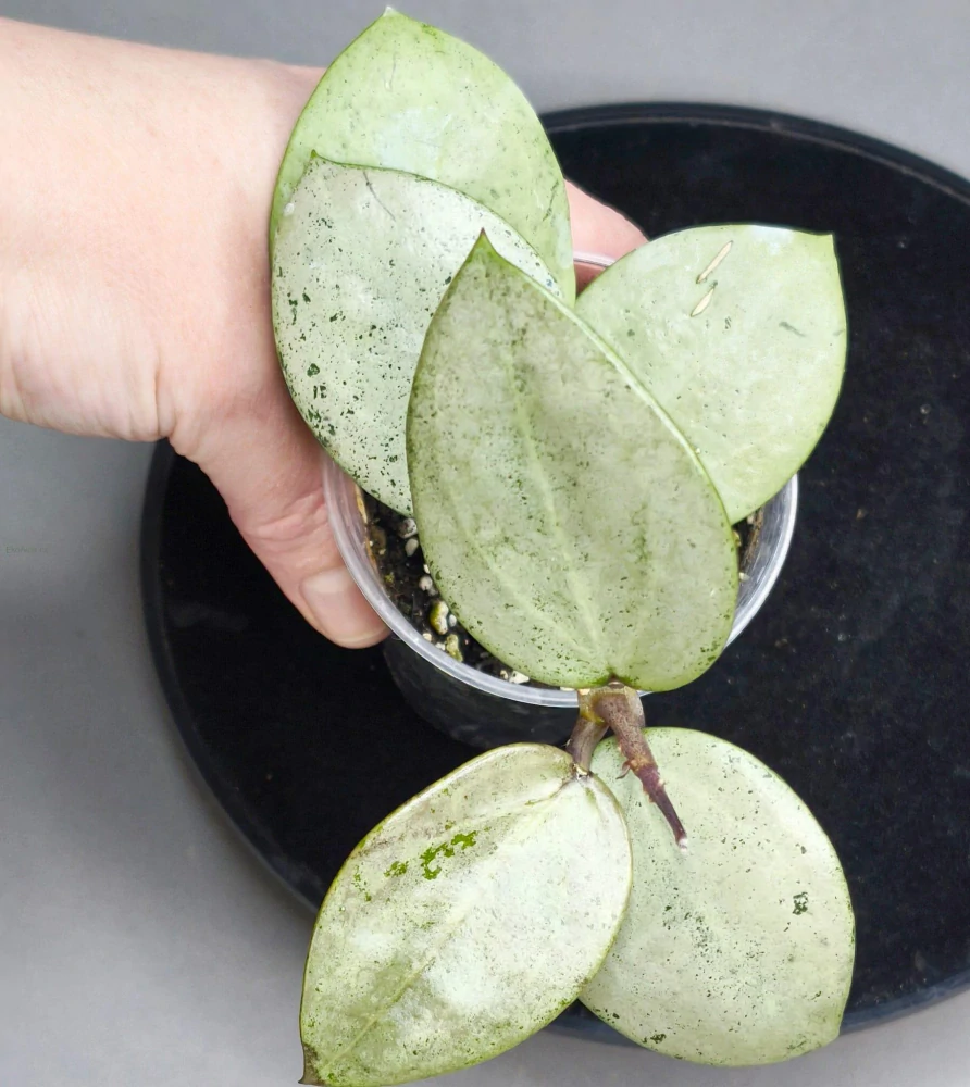 Hoya Verticillata Silver