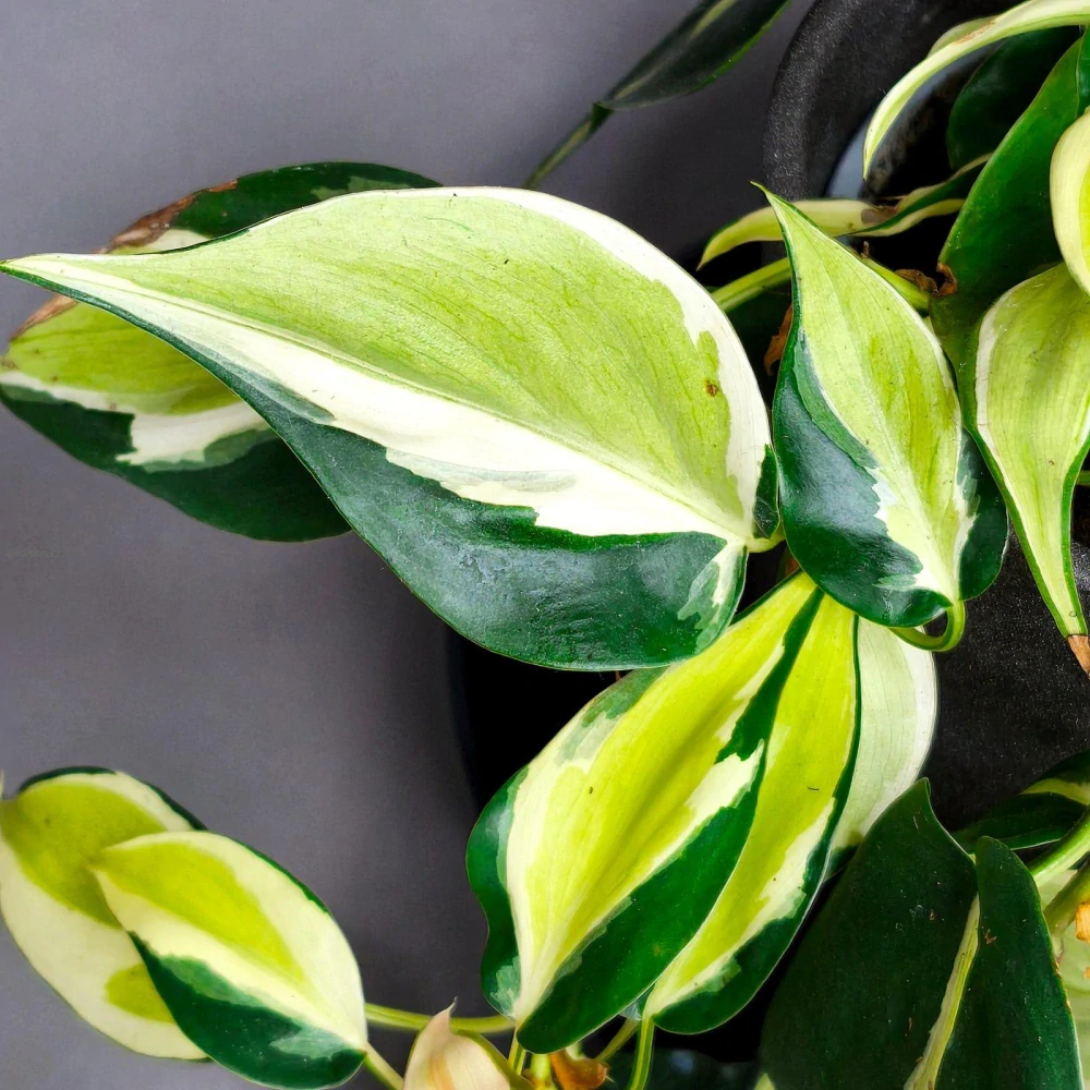 Philodendron Hederaceum Rio