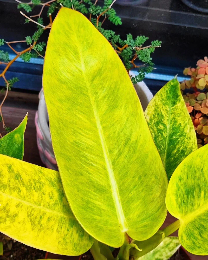 Philodendron Calkins Gold
