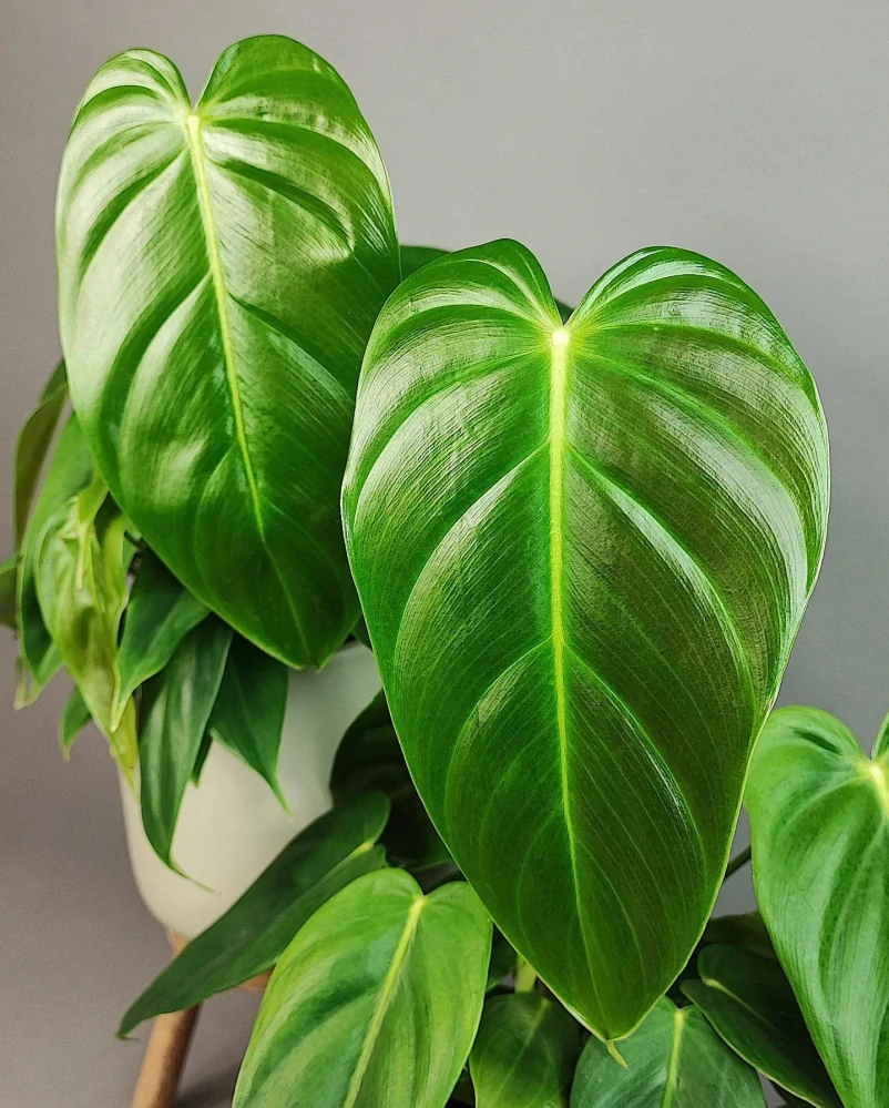Philodendron esmeraldense
