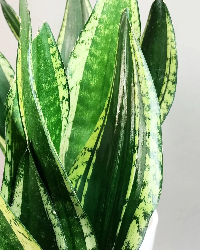 Sansevieria trifascinata Silver Flame