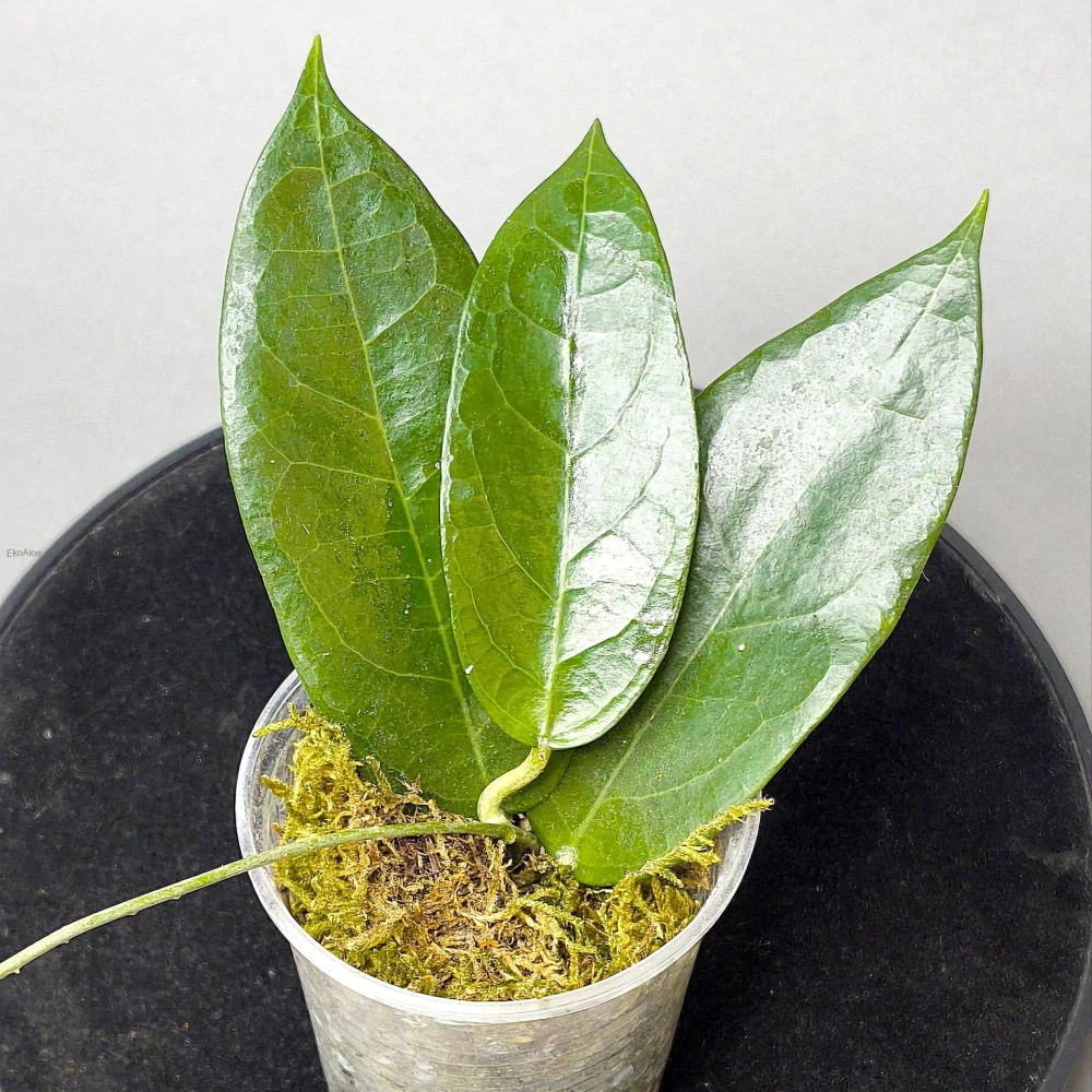 Hoya campanulata IML 1638