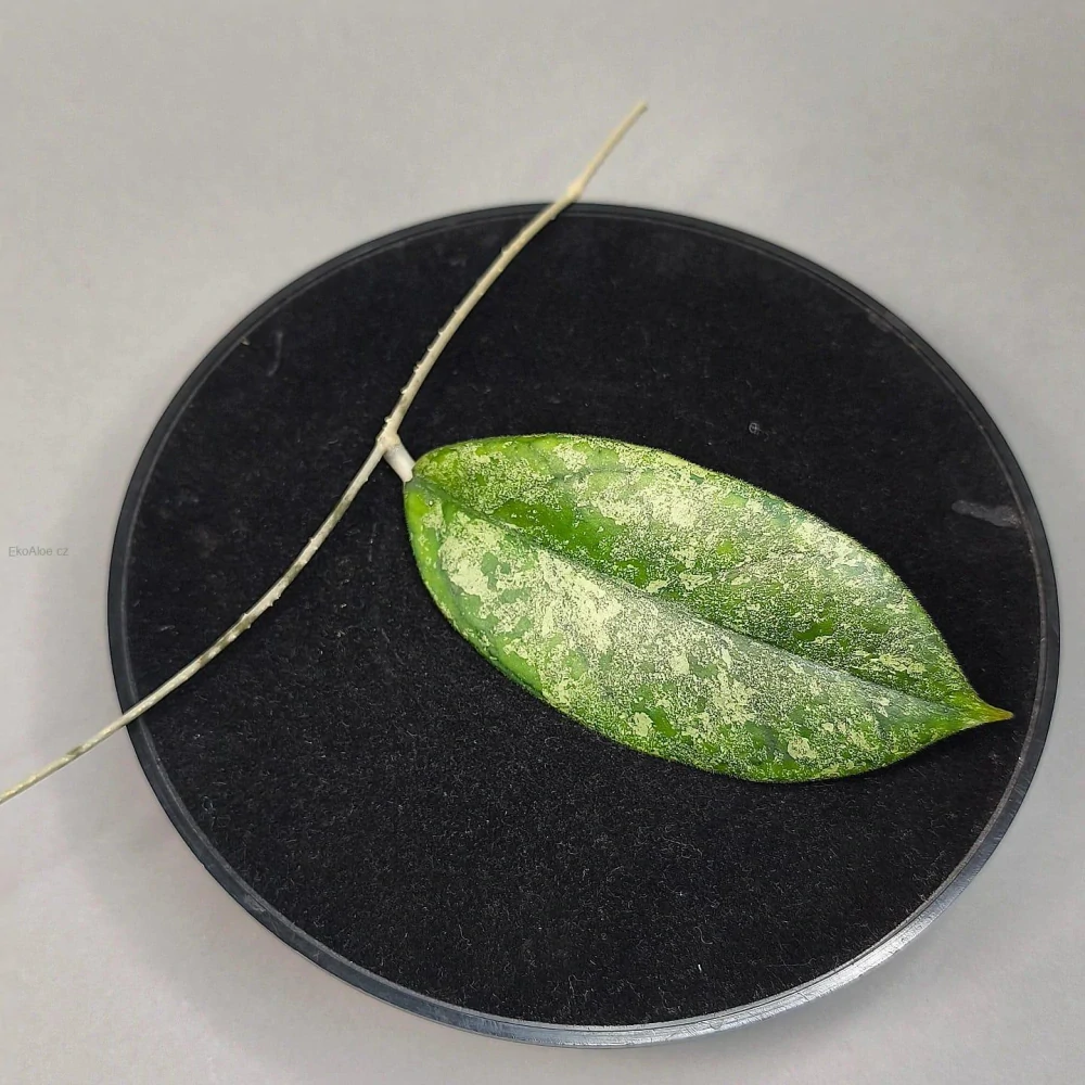 Hoya sp. Bahoi silver řízek k zakořenění