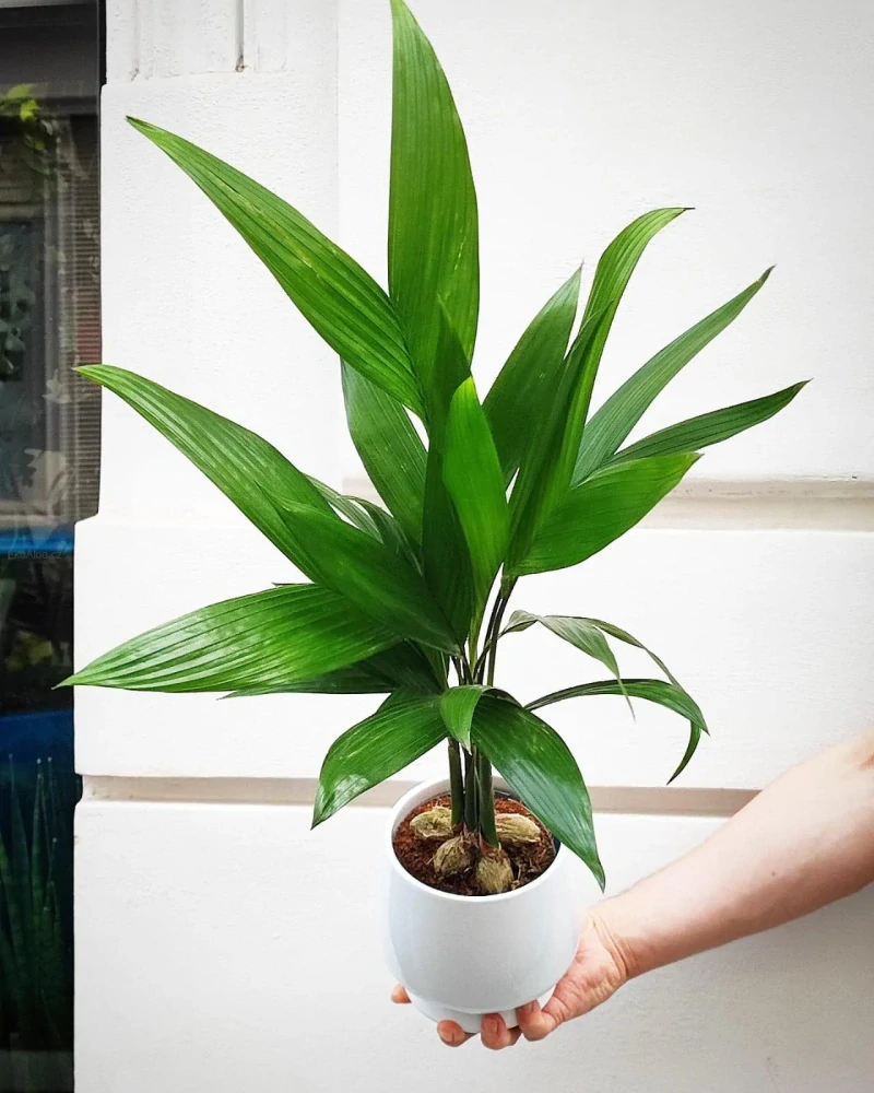 Areca catechu