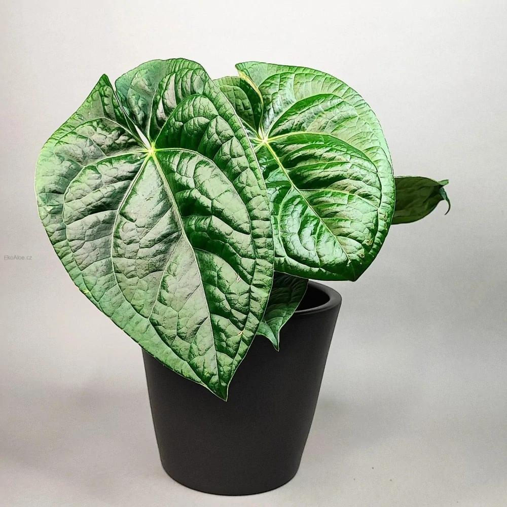 Anthurium Magnificum x Luxurians | Ekoaloe.cz