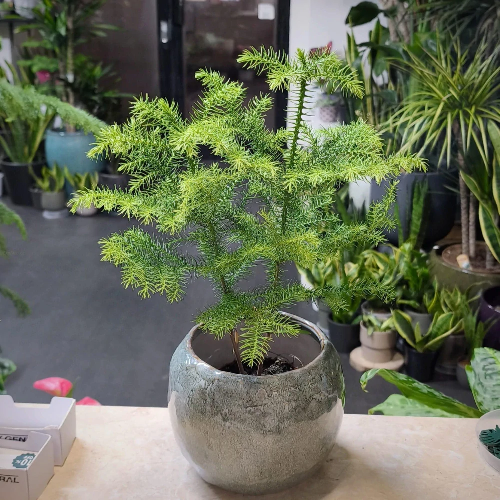 Araucaria heterophylla,.Blahočet ztepilý