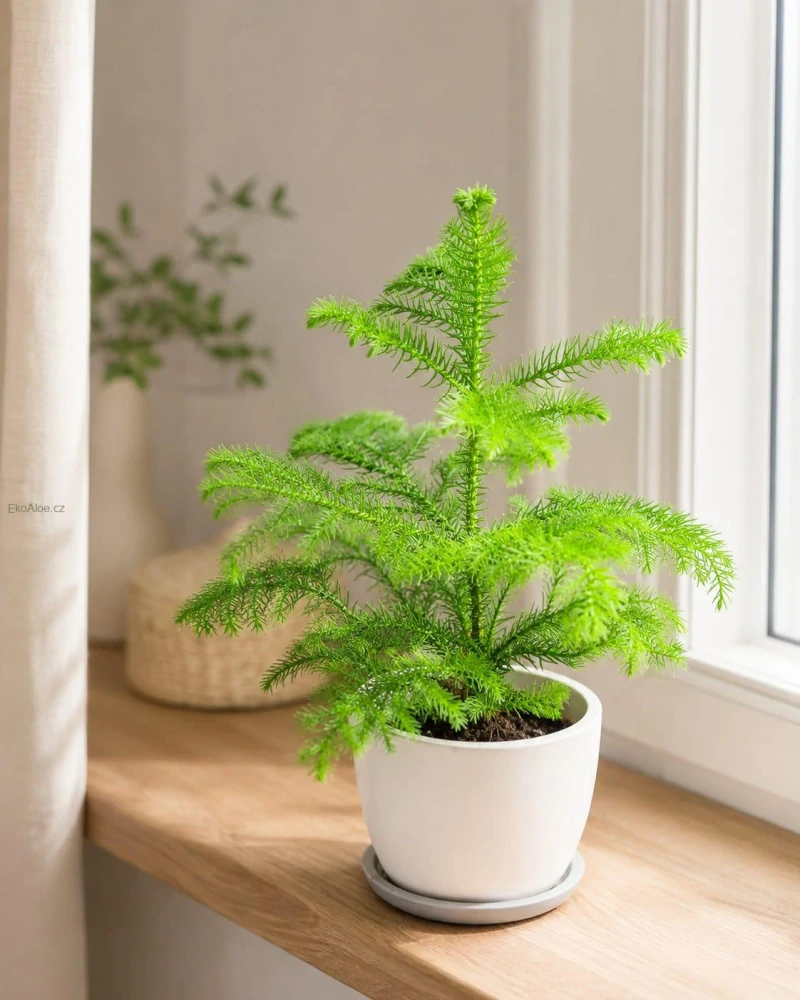 Araucaria heterophylla,.Blahočet ztepilý