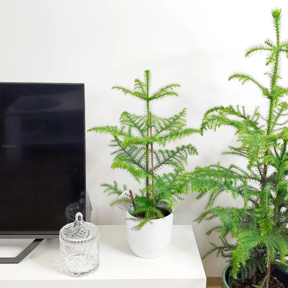 Araucaria heterophylla,.Blahočet ztepilý