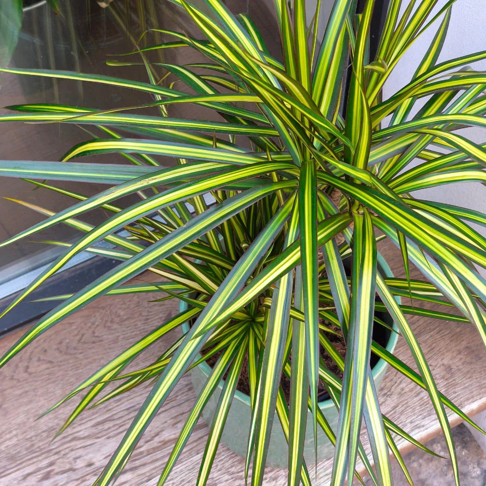 Dracaena Sunshine