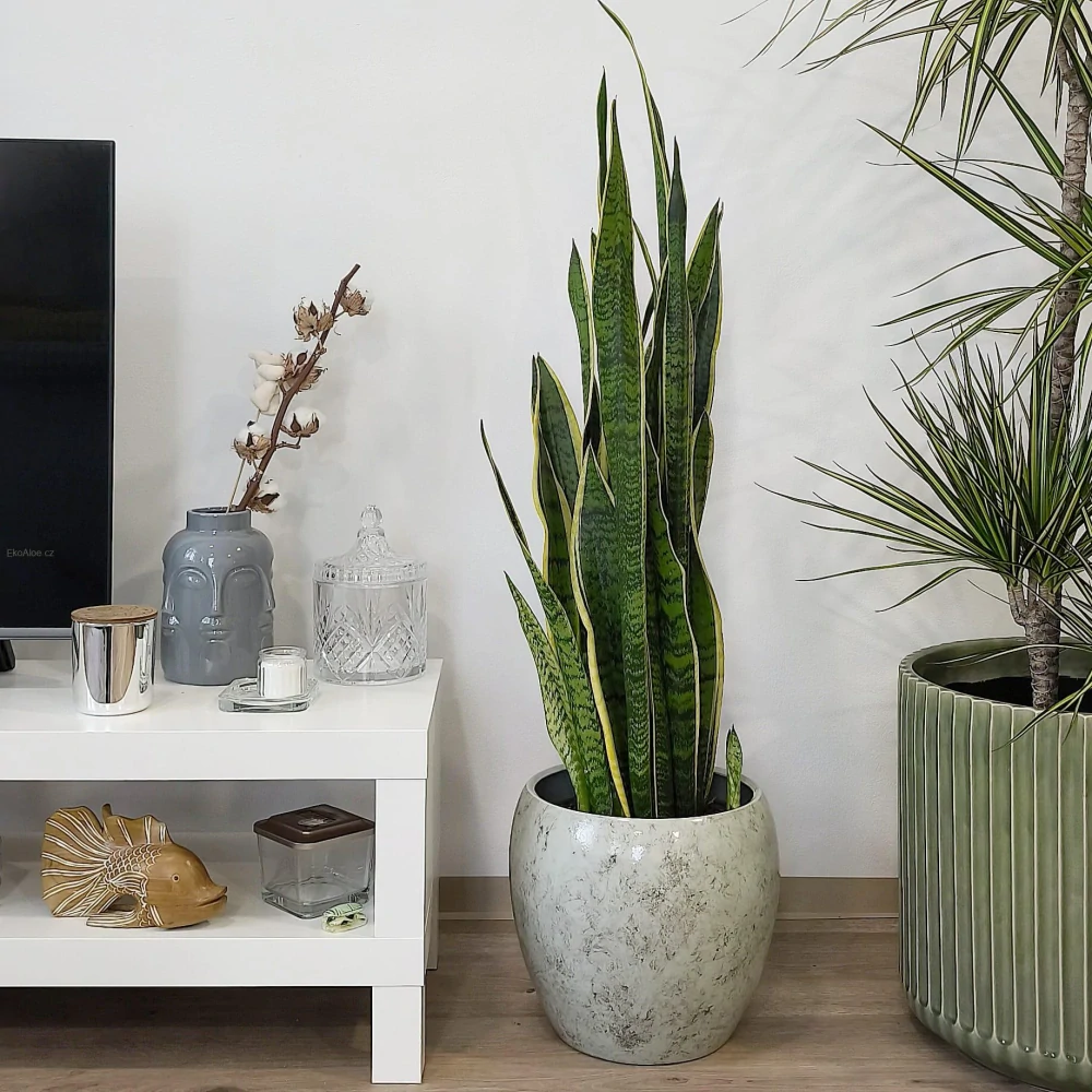 Sansevieria trifasciata Laurentii XXL
