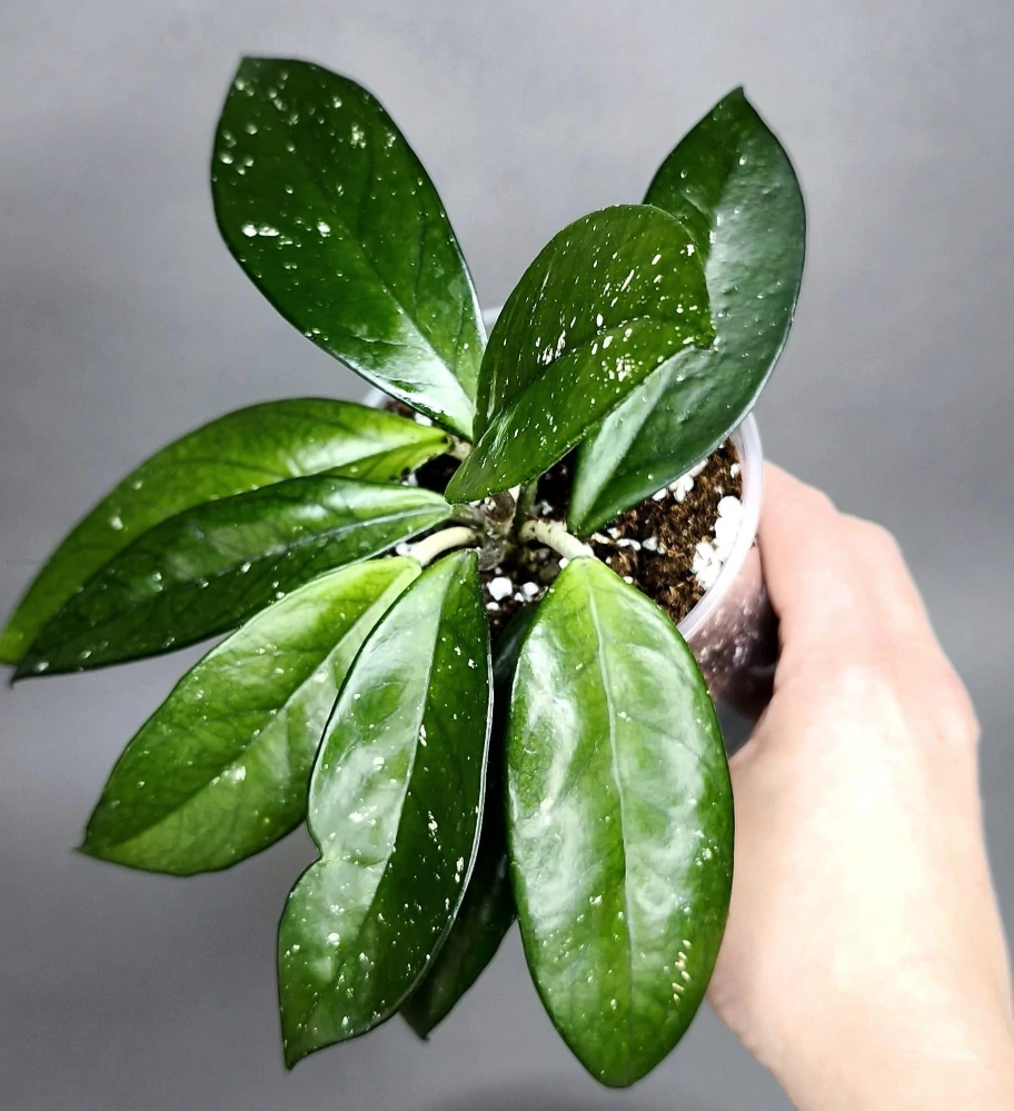Hoya carnosa