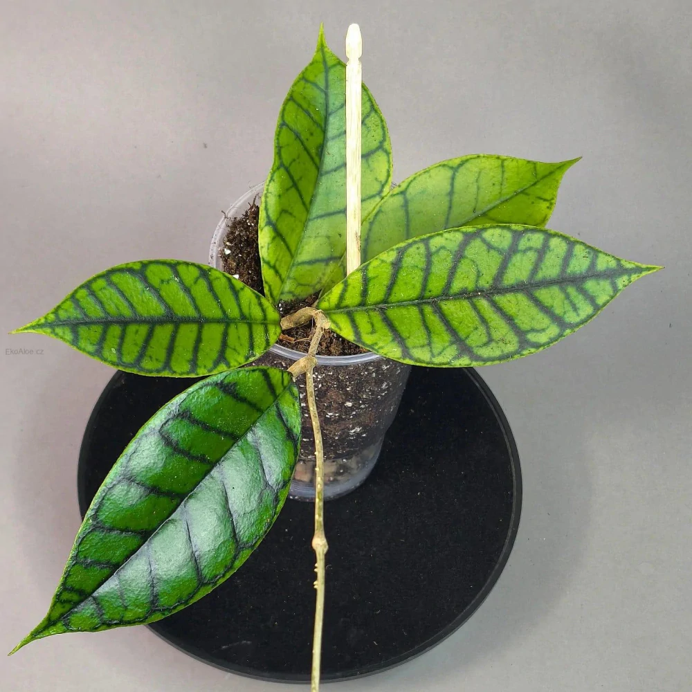 Hoya ranauensis
