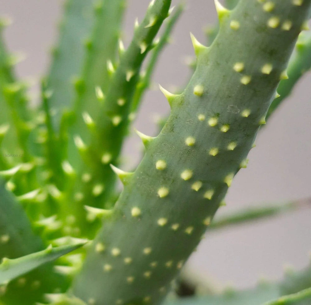 Aloe stromovitá - Aloe arborescens