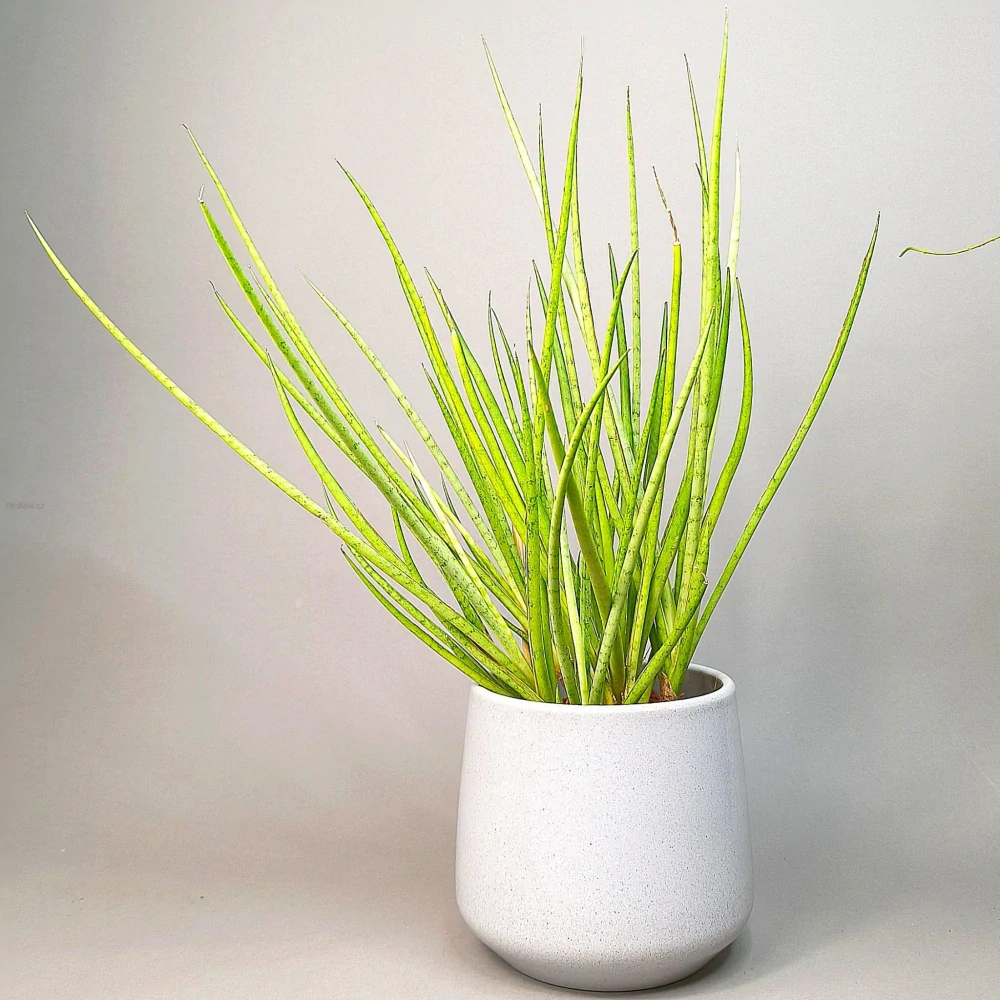 Sansevieria White Medusa