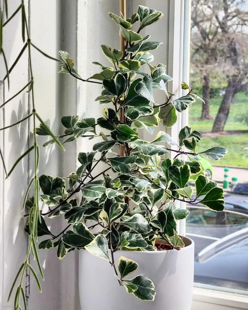Ficus triangularis