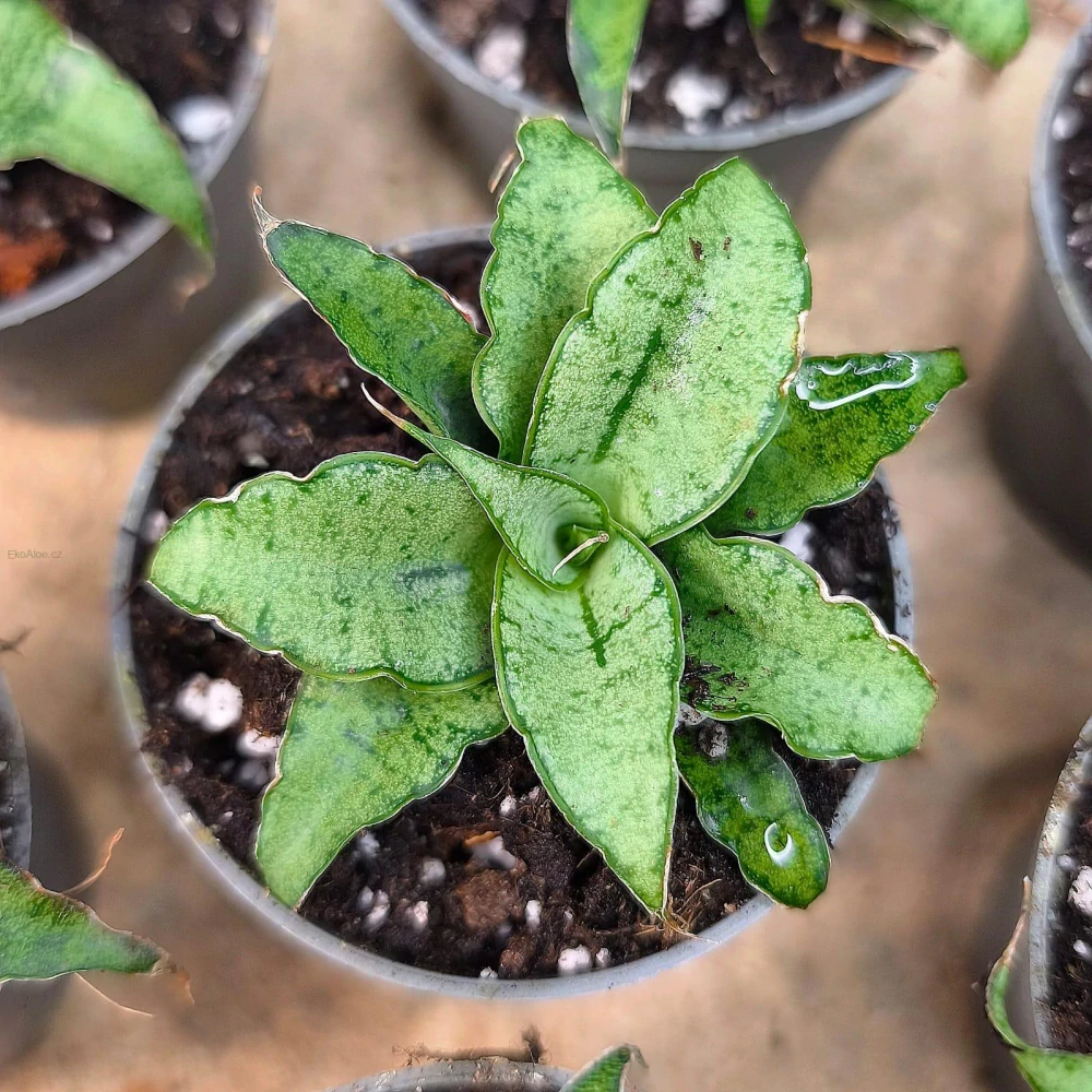 Sansevieria Bianca