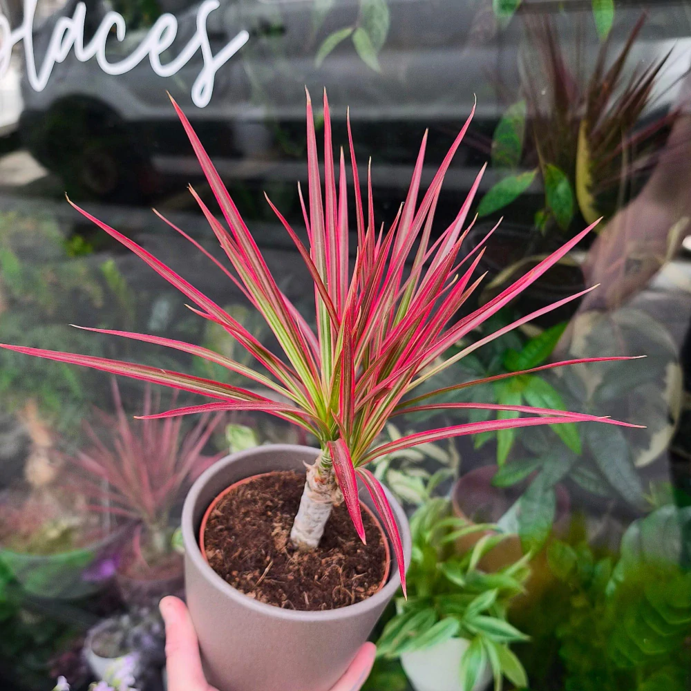 Dracaena marginata colorama