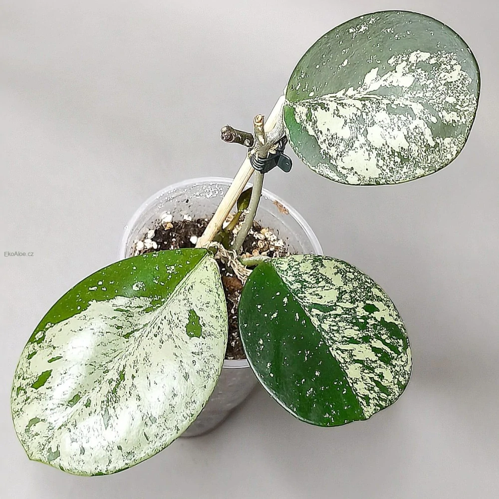 Hoya Obovata silver splash