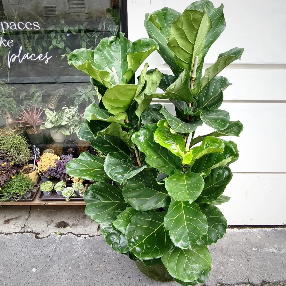 Ficus Lyrata XXL