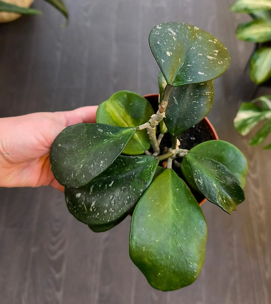 Hoya Obovata splash