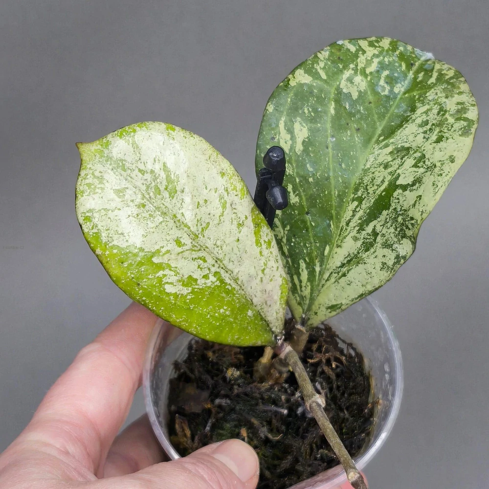 Hoya cv Michele silver splash