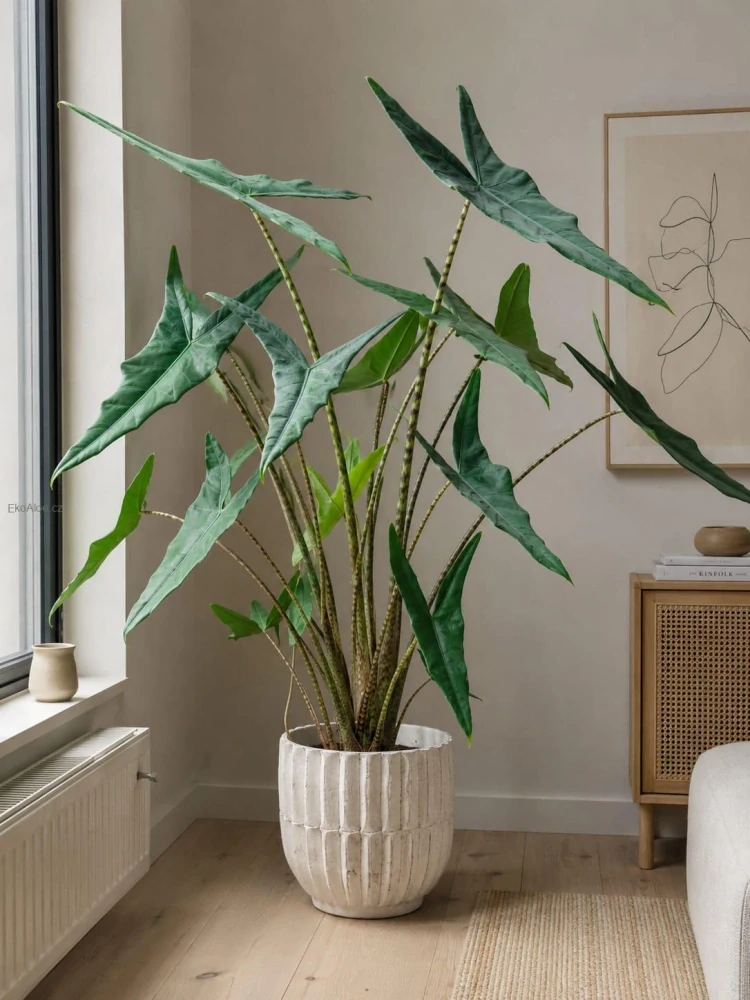 Alocasia zebrina Tigrina superba