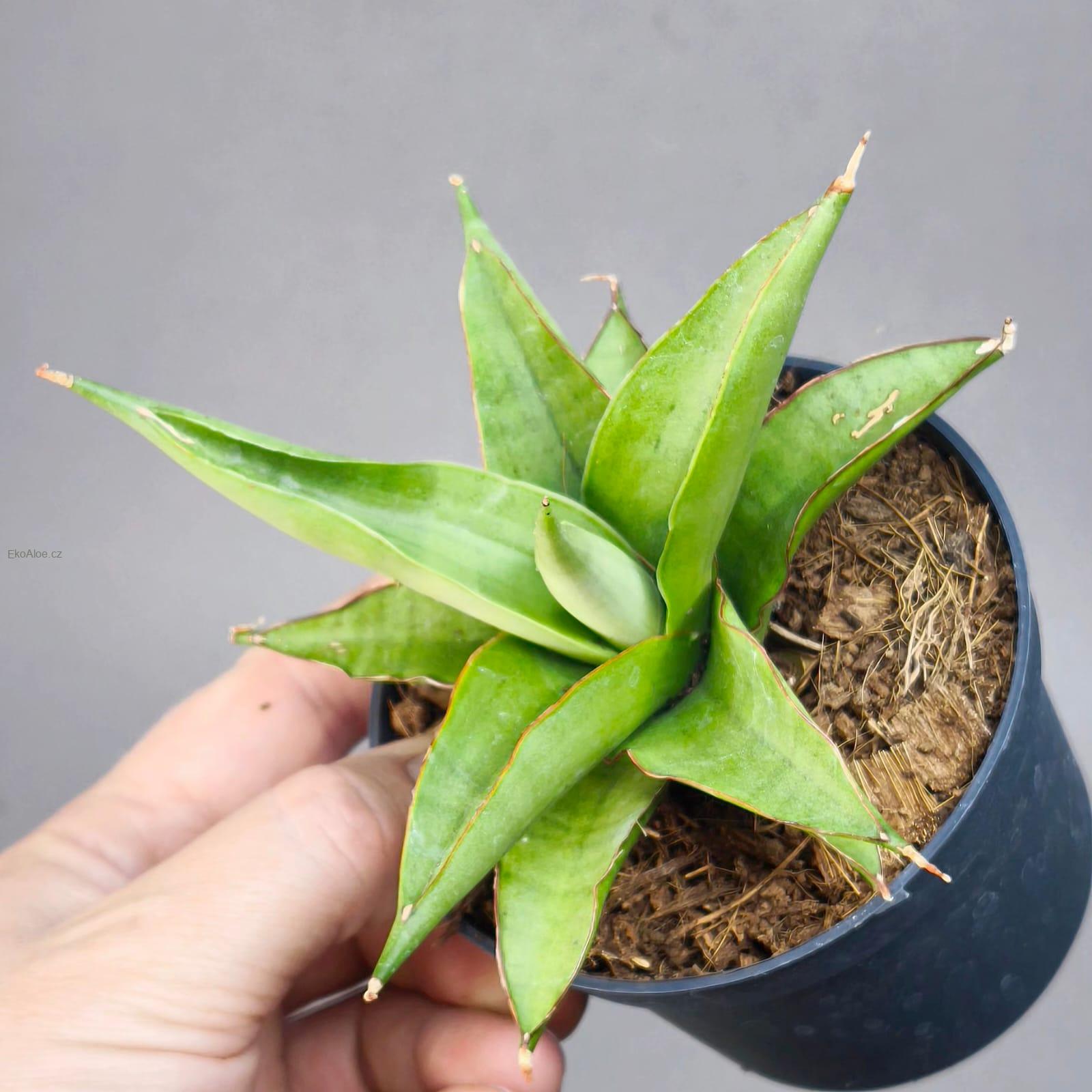 Sansevieria Platinum Crown