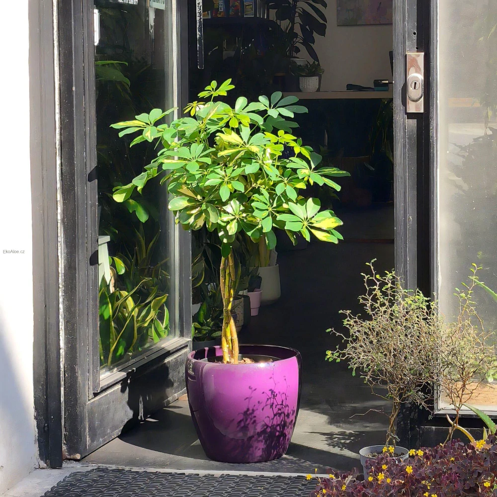 Schefflera arboricola Nora Variegata