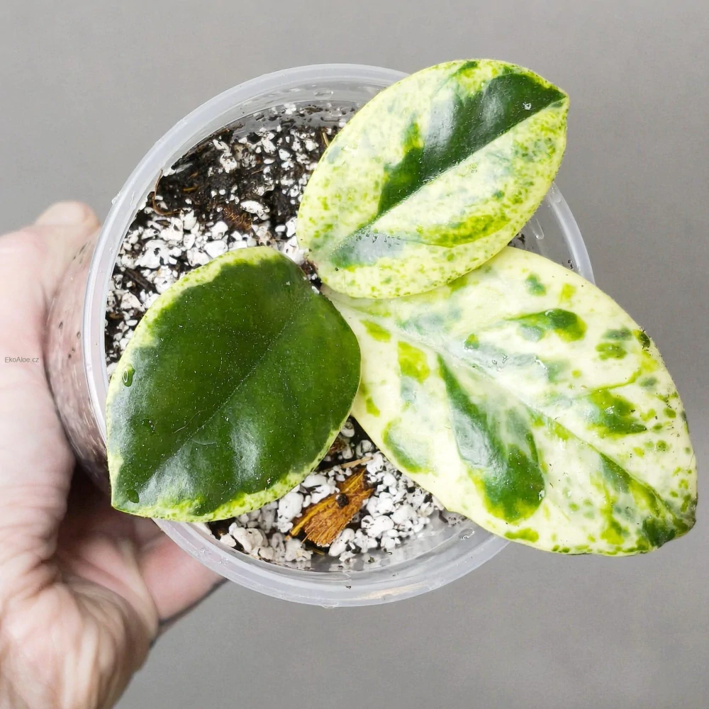 Hoya Carnosa Madara 'Snow Angel'