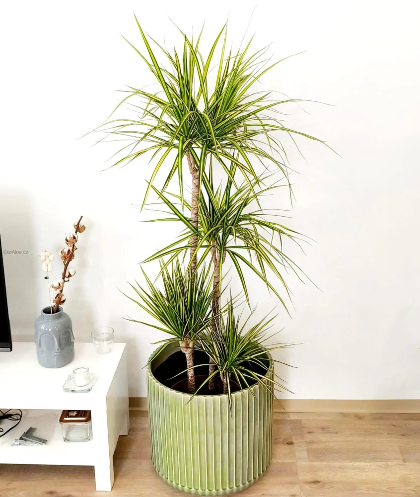 Dracaena Sunshine L