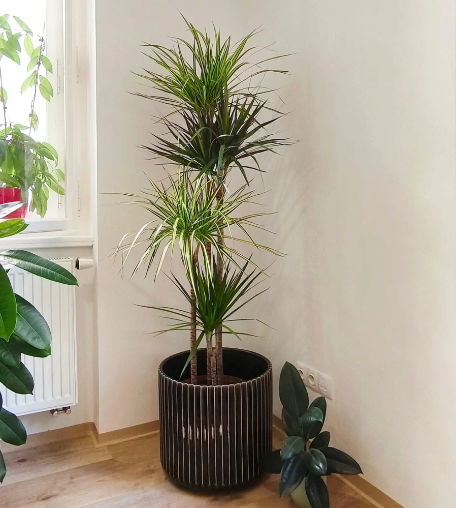 Dracaena mix XXL