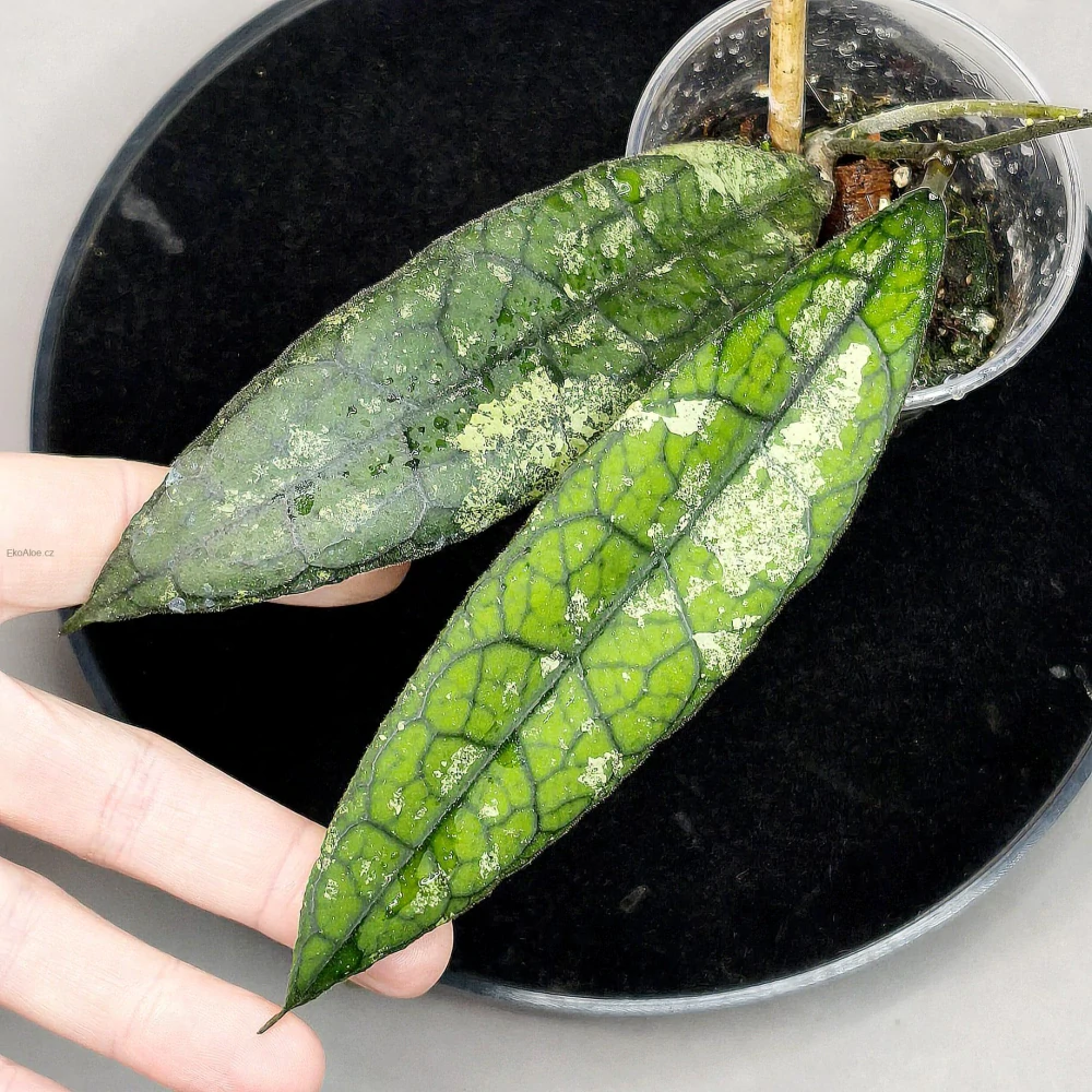 Hoya clemensiorum Black Splash