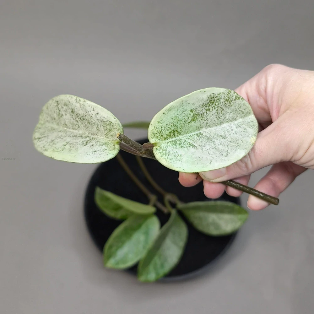 Hoya carnosa Nova Ghost řízek k zakořenění