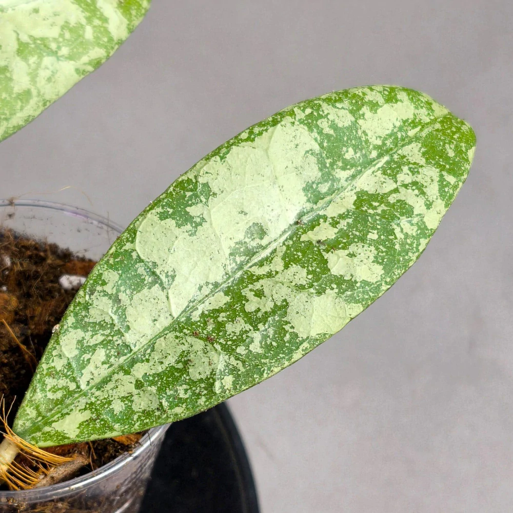 Hoya Aff. Lambi silver splash