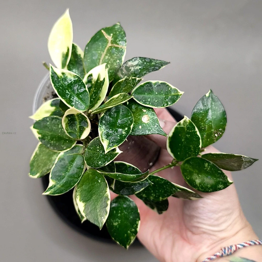 Hoya lacunosa 'Asami' splash