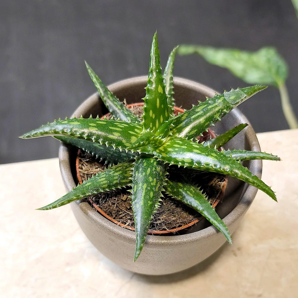 Aloe jucunda