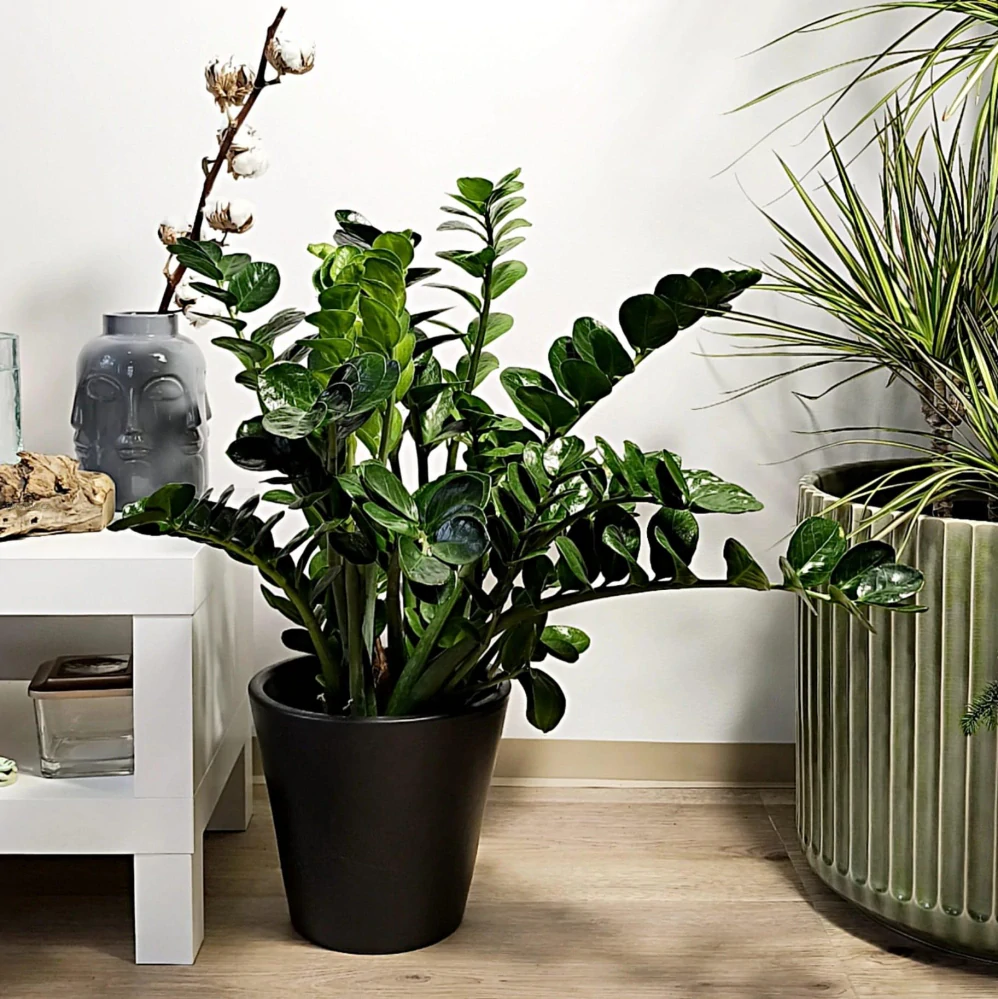 Zamioculcas zamiifolia Lucky XL