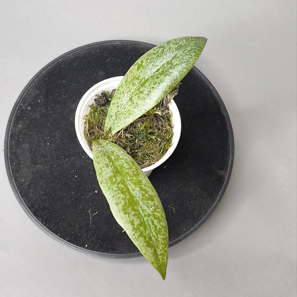 Hoya Jita silver