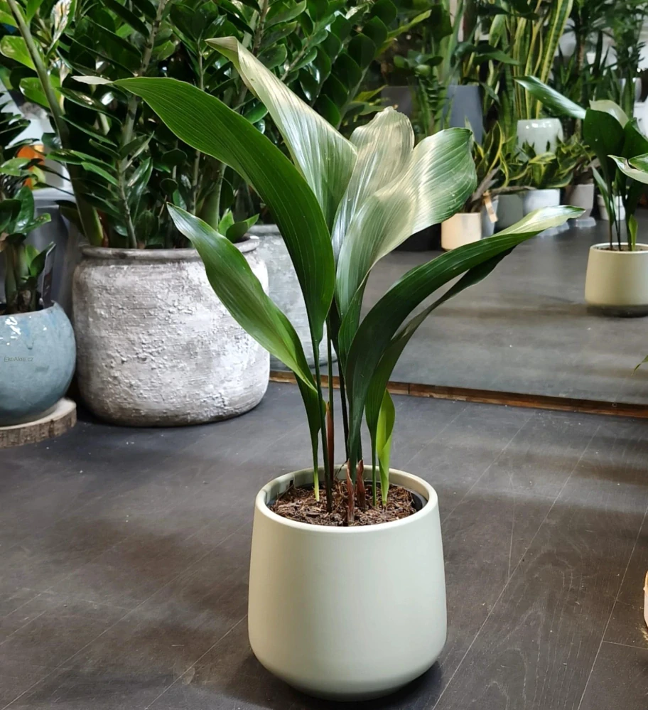 Aspidistra elatior. Kořenokvětka